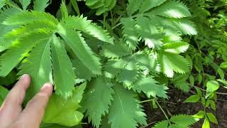 This is how the Melianthus major look after winter [upl. by Bevvy]