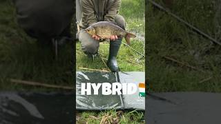 Cavans Coarse Fishing A Hidden Gem for Anglers [upl. by Baecher]