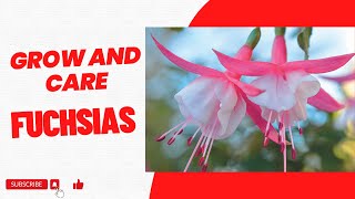 How To Grow And Care For Fuchsias [upl. by Eugen411]