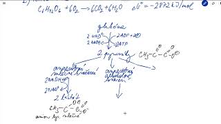 Metabolismus sacharidů – schéma katabolismu [upl. by Sy649]