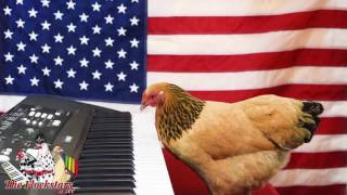 Star Spangled Banner by Jokgu of the Flockstars [upl. by Garbe]