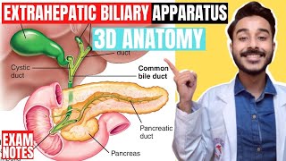 extrahepatic biliary apparatus anatomy 3d  anatomy of extra hepatic biliary apparatus anatomy [upl. by Ejrog]