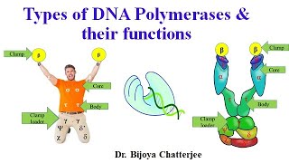 DNA Polymerase Types amp Functions [upl. by Eriam177]