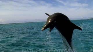 Bottlenose Dolphin Jumping Out Of Water In Slow Motion [upl. by Anjali]