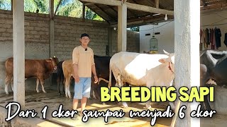 Breeding sapi dari modal 1 sapi indukan sampai menjadi 6 ekor [upl. by Caresa]