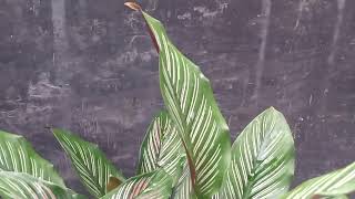 How To Take Care Indoor Plant In Winter [upl. by Lazaruk815]