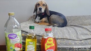 5 Best Home Remedies for Mange in Dogs AllNatural Treatments [upl. by Nikolas]