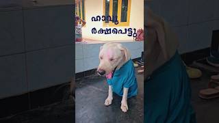 പോയി വരാംlove trendingviralvideodog mallusvlogshortvideosongviralshorts shortminukki [upl. by Nytram]