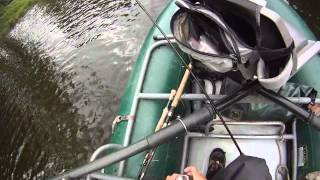 coho salmon on the sol duc river washingtonjackpot [upl. by Chrissie]