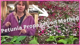 How to Propagate Petunia Propagation Cuttings From Seed  Petunia Cuttings [upl. by Gale734]