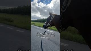 💪🏼🐴🥵 equestrian horse horses pony pferde cheval hest trending funny hest cheval [upl. by Tina]