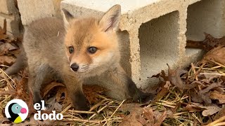 Dos zorros bebés huérfanos se vuelven locos cuando se encuentran por primera vez 🦊❤️  El Dodo [upl. by Elke]