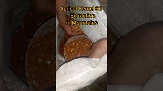 Apricot Kernel Oil Extraction with Local Machine apricotoil useful skardu gilgitbaltistan [upl. by Moreen]