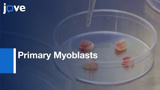 Primary Myoblasts Isolation and Differentiation  Protocol Preview [upl. by Notyal]