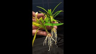 Ruellia Simplex  Mexican Petuniasviralvideoシ composite highlights viewers Flowers [upl. by Close]