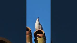 A young seagull calling birds babybird birdsounds [upl. by Allenod]