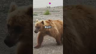 5 Chilling Grizzly Bear Facts You Need to Know 🐻😱 shorts facts wildlifewonders animals [upl. by Fitton]