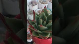 Echeveria Agavoides❤️🩵💚💅 plantas garden suculentas succulent springgarden echeveria agavoides [upl. by Lilas]