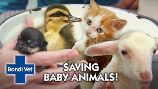 Saving Baby Animals 🐣🐾  Compliation  Bondi Vet [upl. by Onnem]