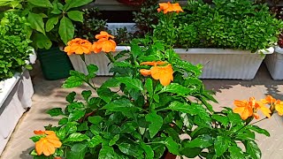 Crossandra plant care tips along with garden tour [upl. by Glasgo]