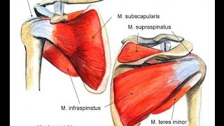 SCHWACHE VERLETZTE SCHULTER  ROTATORENMANSCHETTE [upl. by Ynned]