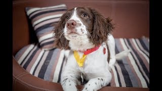 Milo  Springer Spaniel Puppy  3 Weeks Residential Dog Training [upl. by Secnarfyram563]