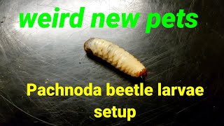 fruitbeetles weirdpets beetles GIANT fruit beetle grub how to set up a pachnoda marginta tank [upl. by Depoliti]