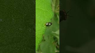 Real Minuscule Mealy Bug trending insects driftphonkmusic trending nature carphonk [upl. by Sproul]