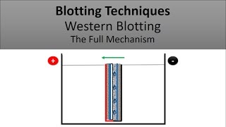 Blotting Techniques The Principle of Western Blotting [upl. by Ial]