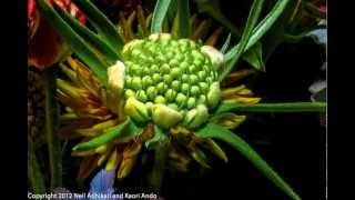 White Pincushion Scabiosa atropurpurea Flower Blooming Timelapse [upl. by Ellehcem]