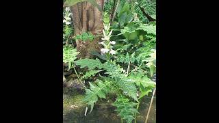 Acanthus spinous plant details [upl. by Etnovaj]