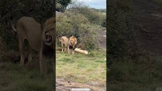 Roar of the King 🦁👑 LionPride WildlifeWednesday SafariAdventure [upl. by Ynnavoj801]