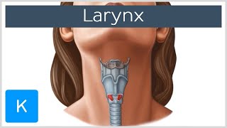 Larynx  Membranes ligaments and muscles  Human Anatomy  Kenhub [upl. by Sanborne563]