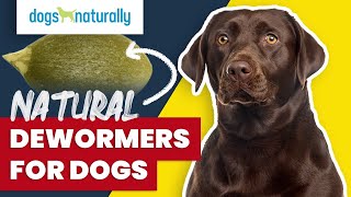 Natural Dewormers For Dogs [upl. by Eisdnil607]