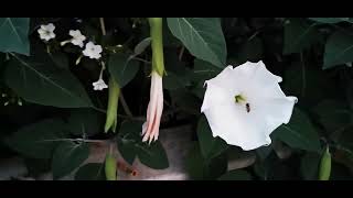 moon flower  ipomoea alba  EEDB TV  φεγγαρολούλουδο [upl. by Israeli141]