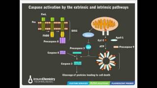 Solutions to Detect Mitochondrial Membrane Potential [upl. by Adnylem]