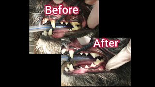 Dental Scale  Teeth Clean on a Dog [upl. by Chaiken]