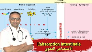 Le système digestif  labsorption intestinale [upl. by Matthews]