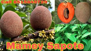 Mamey Sapote Big size Chiku Varaity मामी सपोटा कि पौधा plants availableAll India delivery [upl. by Ahsiekat]