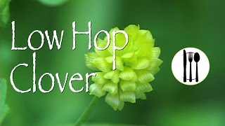 Low Hop Clover Edible [upl. by Richia]