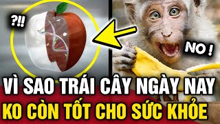 Vì sao TRÁI CÂY NGÀY NAY không còn tốt cho sức khỏe như 20 NĂM VỀ TRƯỚC  Tin 3 Phút [upl. by Drarehs]