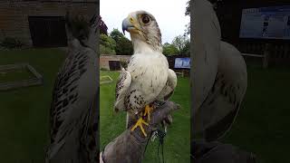 GYRSAKER FALCON HYBRID [upl. by Edmead]