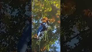 Autumn giant beech 34 meter from GiszowiecPart 1Jesienny wielki buk na Giszowcu 34m tree climbing [upl. by Are]