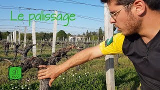 Ma Vie de Vigneron  Le Palissage [upl. by Abdel821]