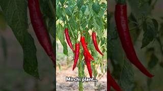 Tips for mirch plant😊✨️🪄shorts ytshort plants Blossomgirl [upl. by Enrica51]