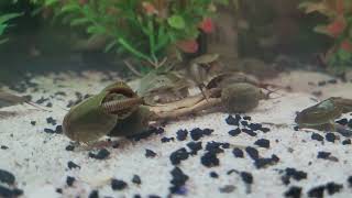 My Triops [upl. by Cita]