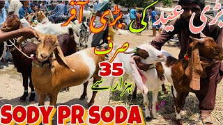 Korangi Bakra Mandi Qurbani 2024 ky Bakry Offer ky sath  9jun2024  Qurbani 2024 ky Sasty bakry [upl. by Loy]