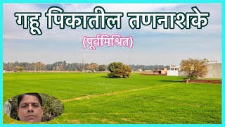 गव्हासाठी पूर्वमिश्रीत तणनाशके Wheat HerbicidesHerbicidal Combinations [upl. by Naltiac]