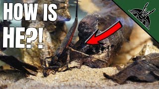 WATER BUG  SCORPION Update and Stuff [upl. by Ieppet364]