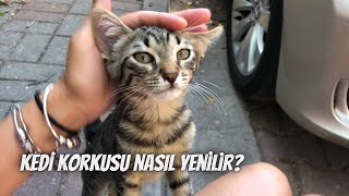 Kedi korkusunu yenmenin yolları‼️ [upl. by Niasuh]